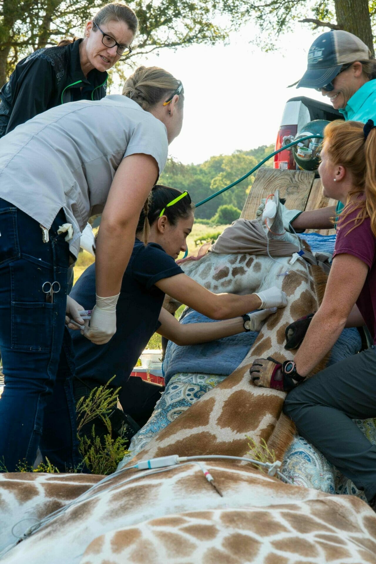 Many animal health staff working with Nyla the giraffe who is under sedation. One is drawing blood, while another massages the neck muscles to prevent dangerous muscles cramps.