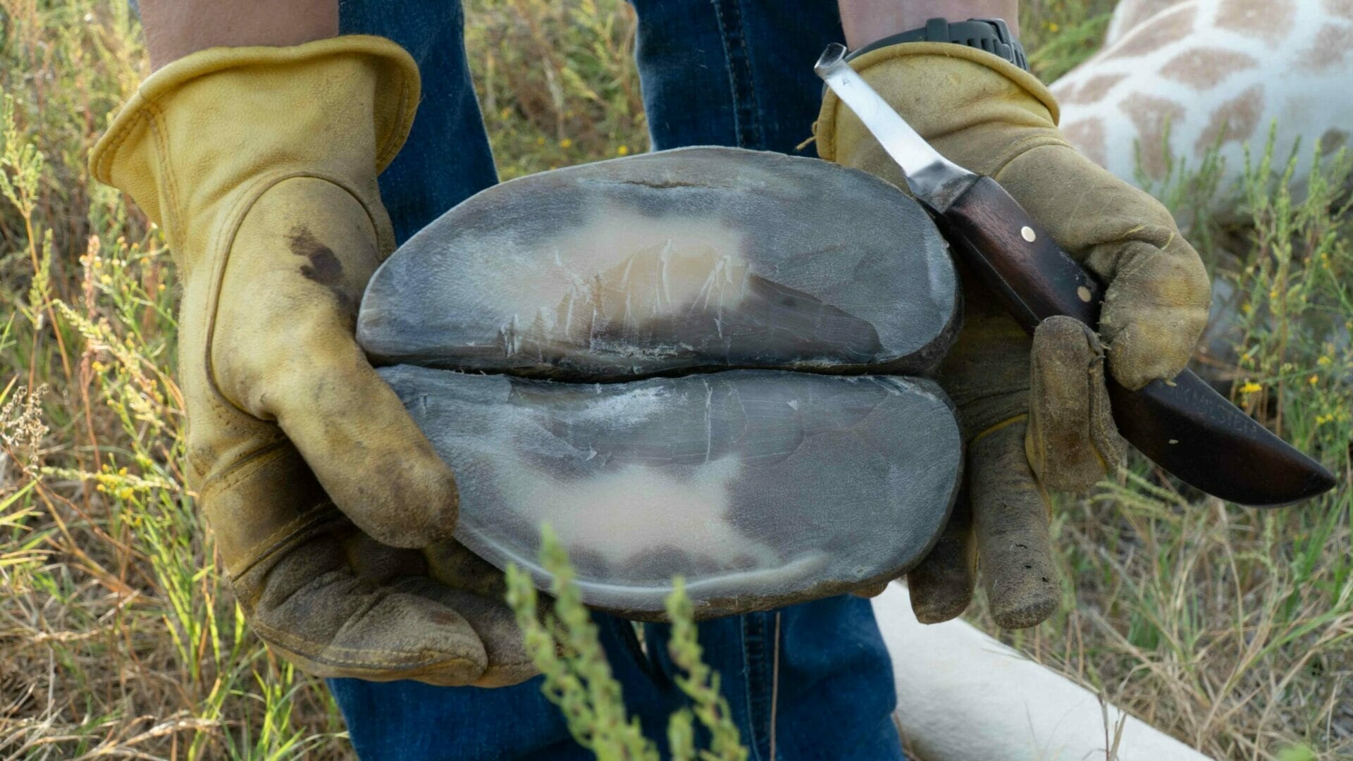 A giraffe hoof being held up after it was trimmed, while holding the trimming knife.