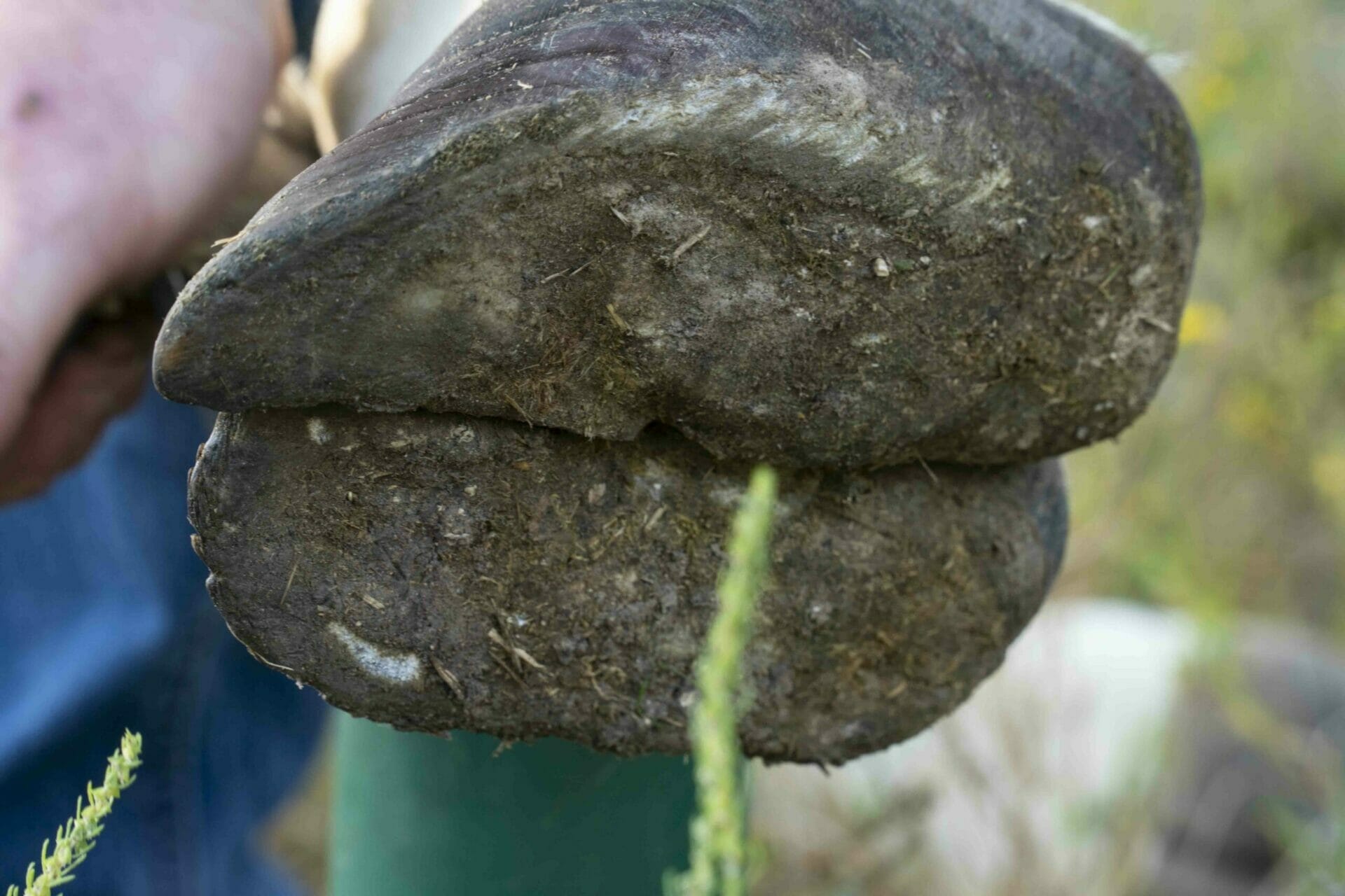 A giraffe hoof being held up for a picture prior to it being trimmed.