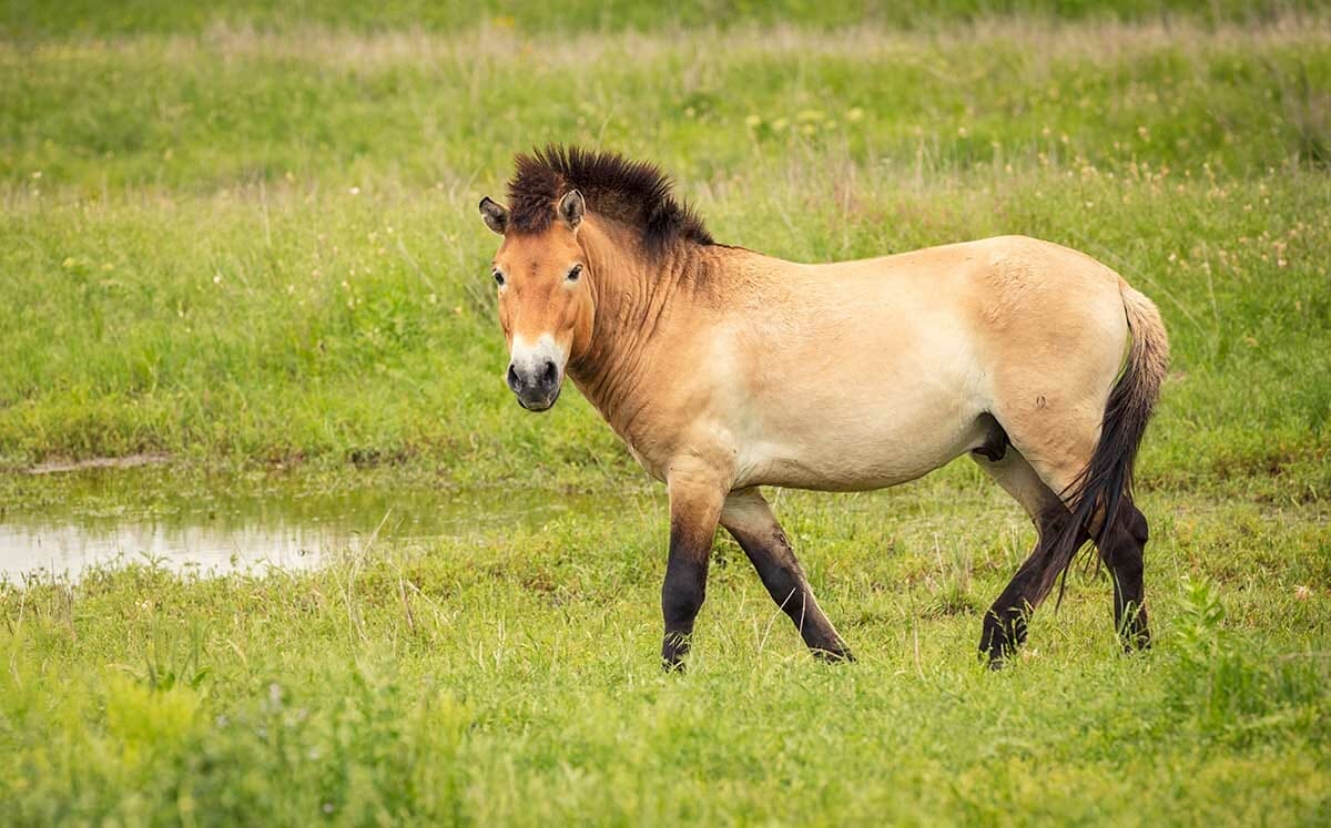 Przewalski’s Horse - Fossil Rim Wildlife Center