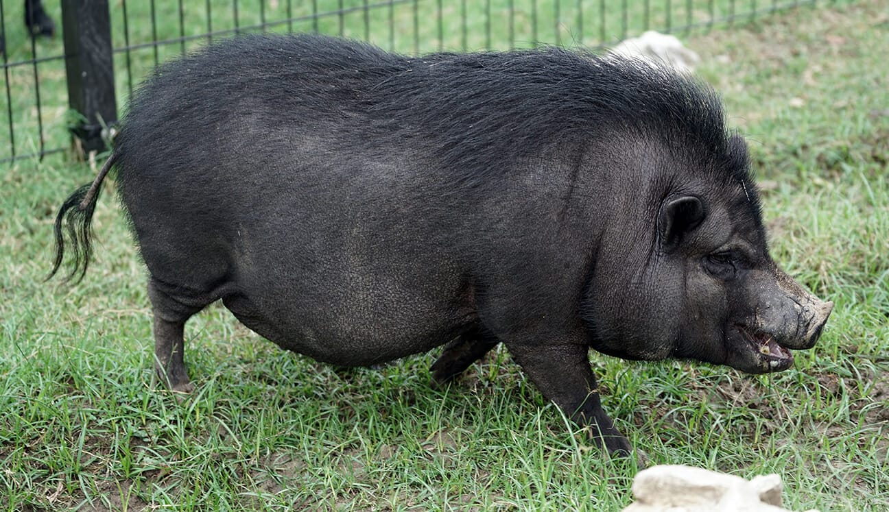 vietnamese-pot-bellied-pig-fossil-rim-wildlife-center