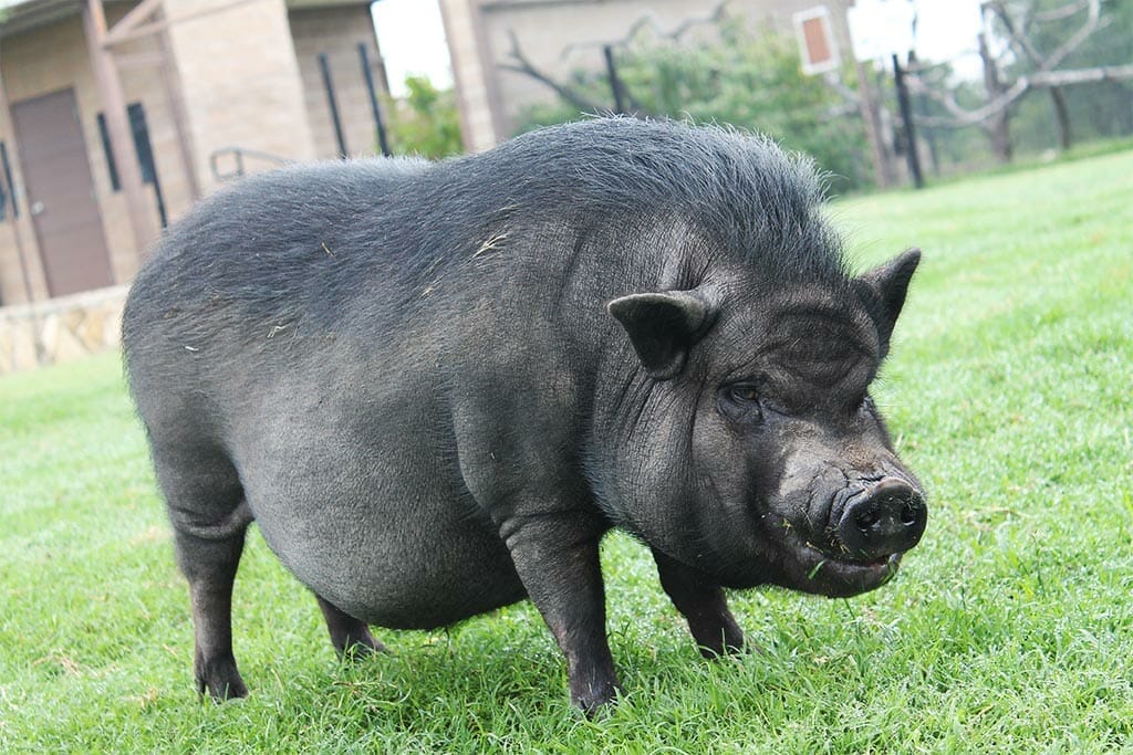 Vietnamese Pot-Bellied Pig - Fossil Rim Wildlife Center