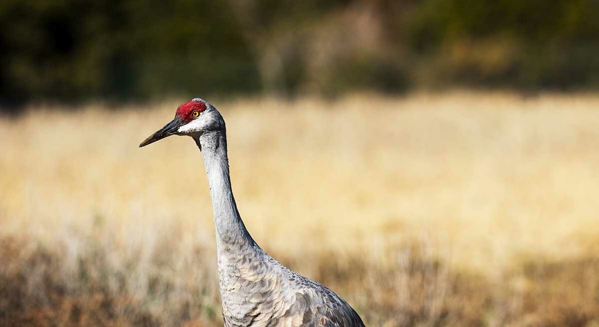 Sandhill Crane - Fossil Rim Wildlife Center