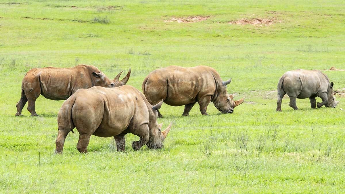 Southern White Rhino - Fossil Rim Wildlife Center