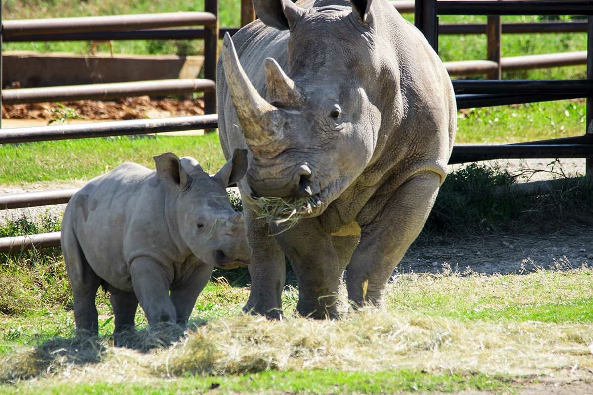 Southern White Rhino - Fossil Rim Wildlife Center