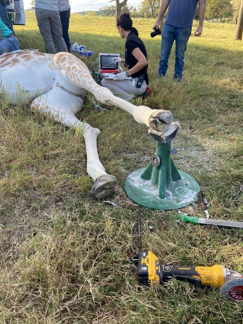 A veterinary staff member is checking the vitals of a sedated giraffe from the hind end.