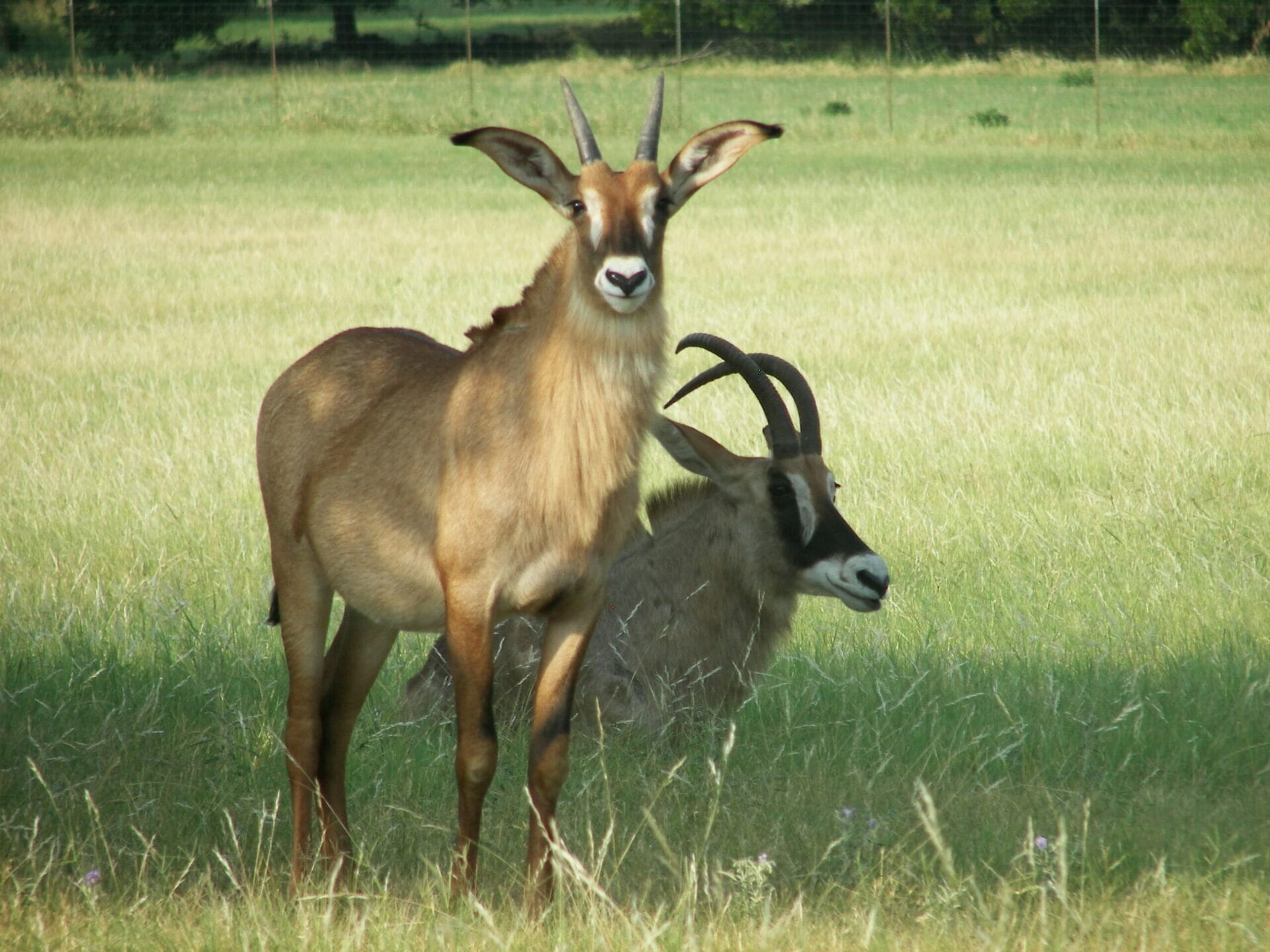 The image contains Roan antelope are one of several species of ruminants housed at Fossil Rim that can be affected by Haemonchus worms.  