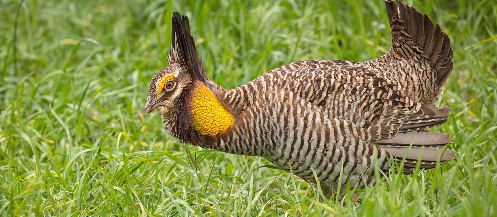 Attwater’s Prairie Chicken - Fossil Rim Wildlife Center