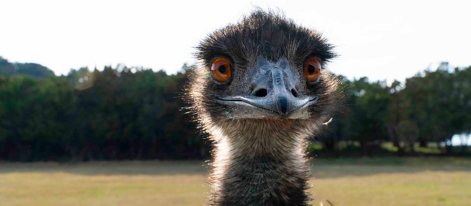 emu bird