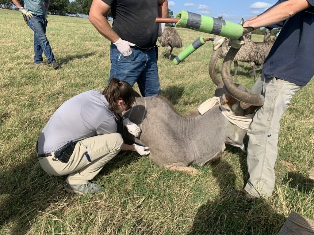 Student Rachel Conway takes the heart rate of an anesthetized kudu bull.  While one animal care staff member holds the horns and another stands by ready is assistance is needed. In the background you can see a staff member and emus. 