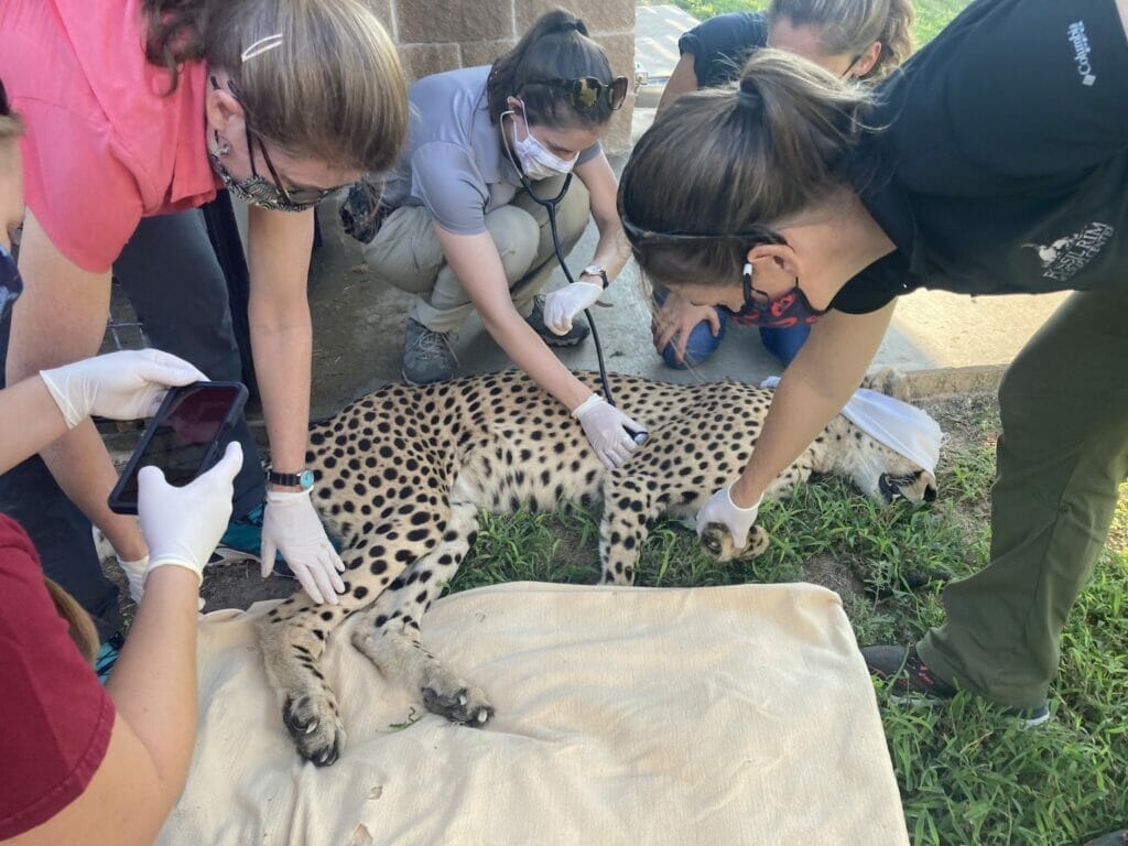 A group of veterinary staff running tests on an anesthetized cheetah. 