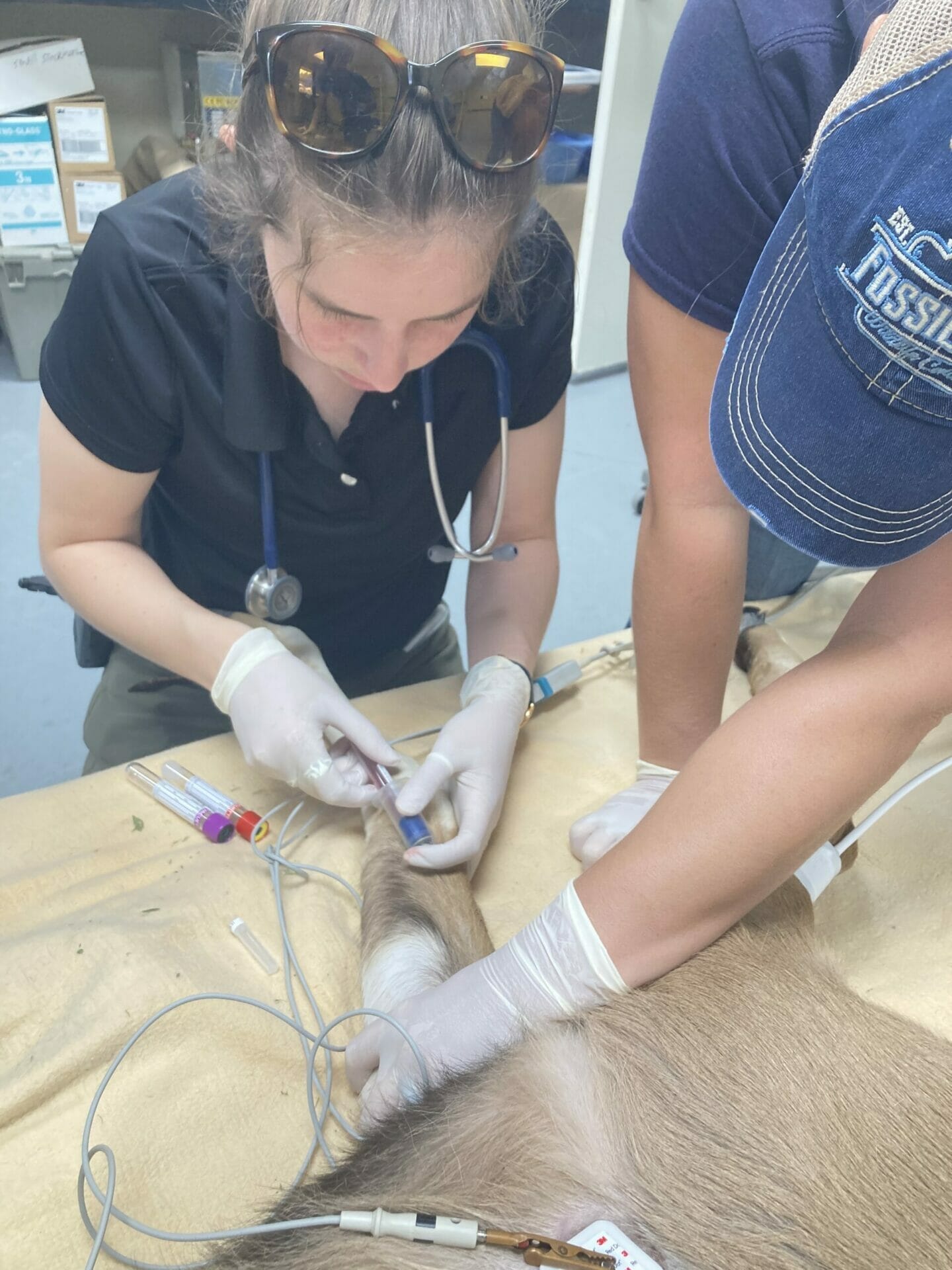 A veterinary student is drawing blood on a young kudu, while the veterinary technician looks on.