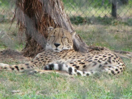 A cheetah lying on its side with head raised with eyes closed. It appears to be sleeping