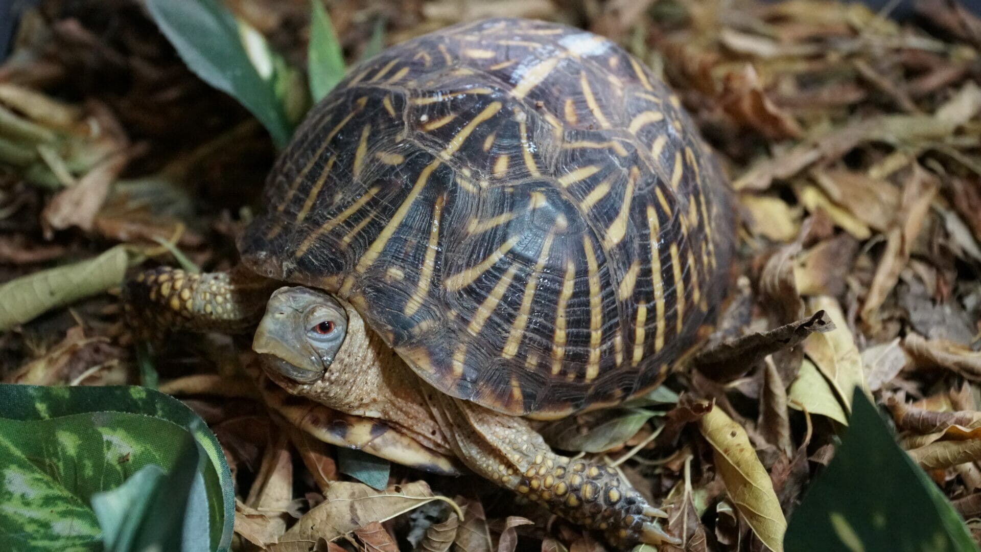 Ornate Box Turtle - Fossil Rim Wildlife Center