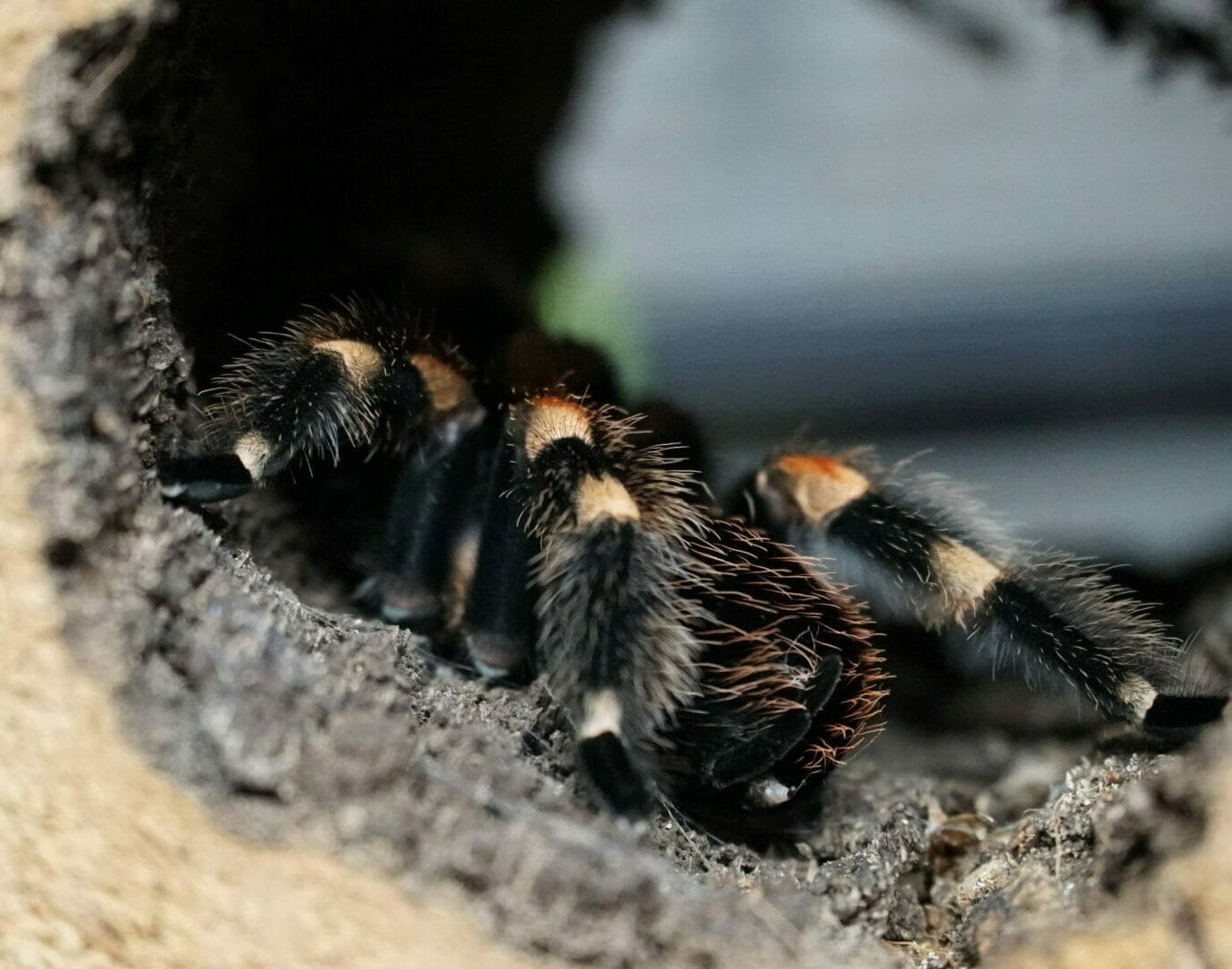 Mexican Red-Knee Tarantula - Fossil Rim Wildlife Center