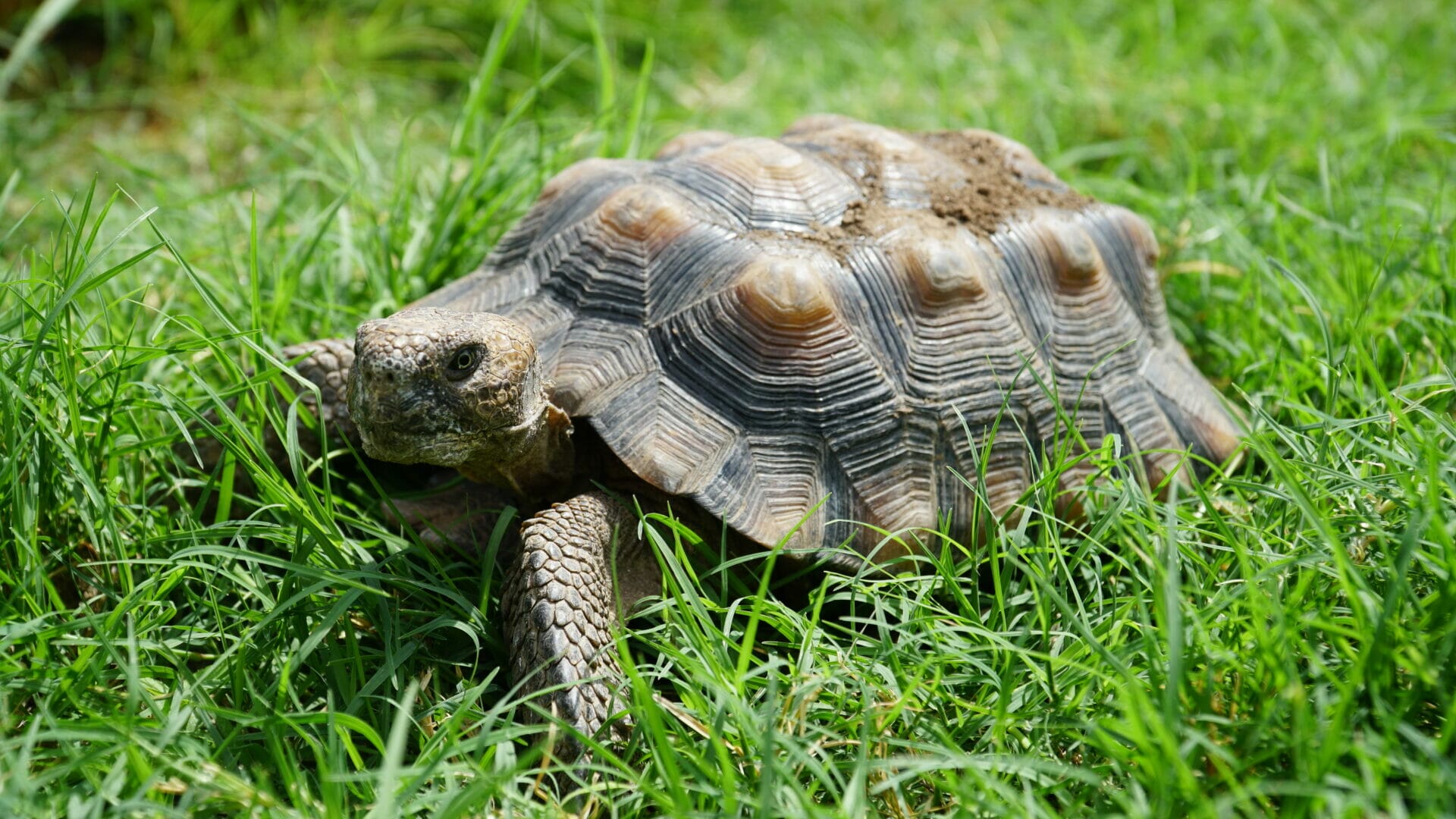 Morafkas Desert Tortoise Fossil Rim Wildlife Center