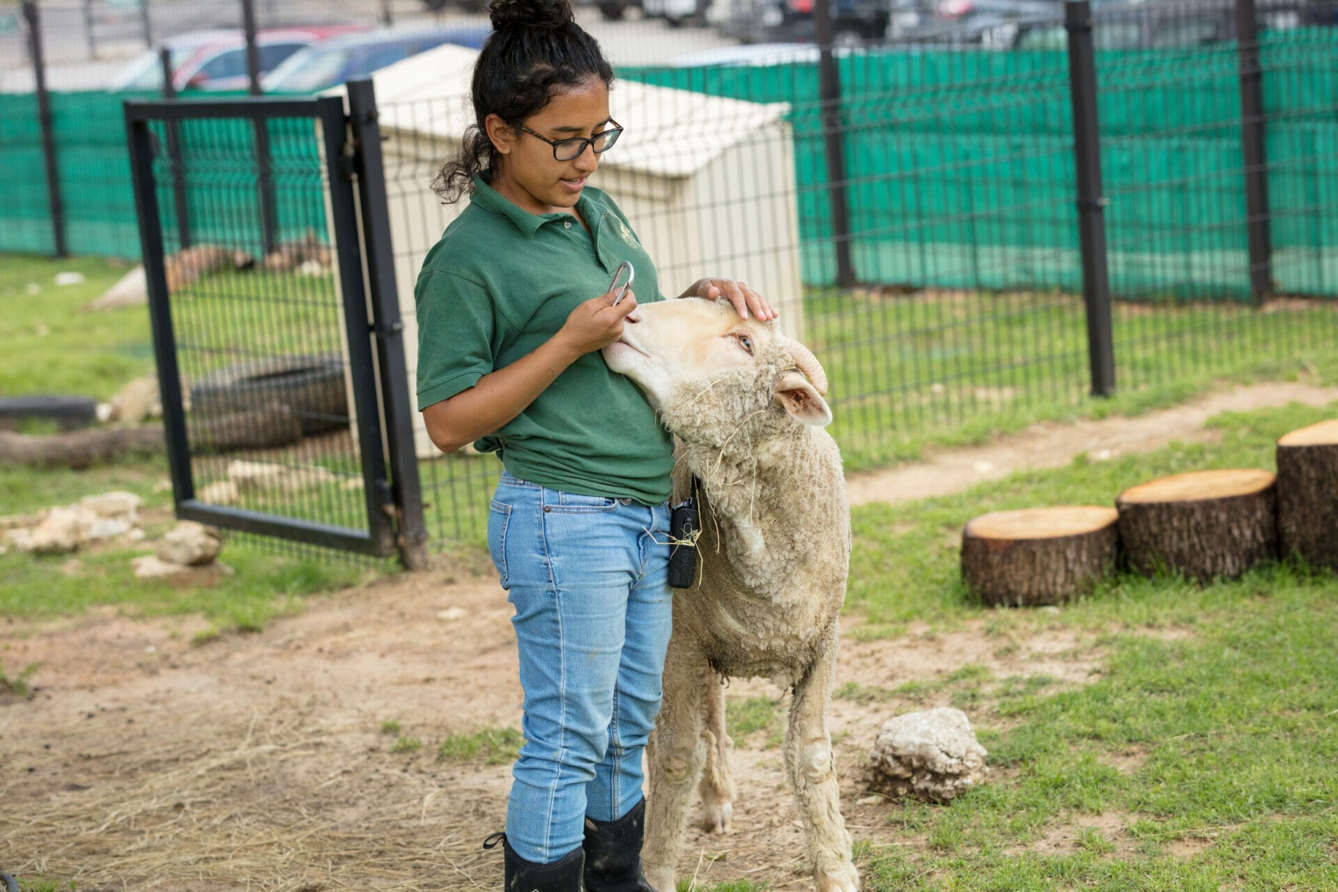 Domestic Sheep - Fossil Rim Wildlife Center