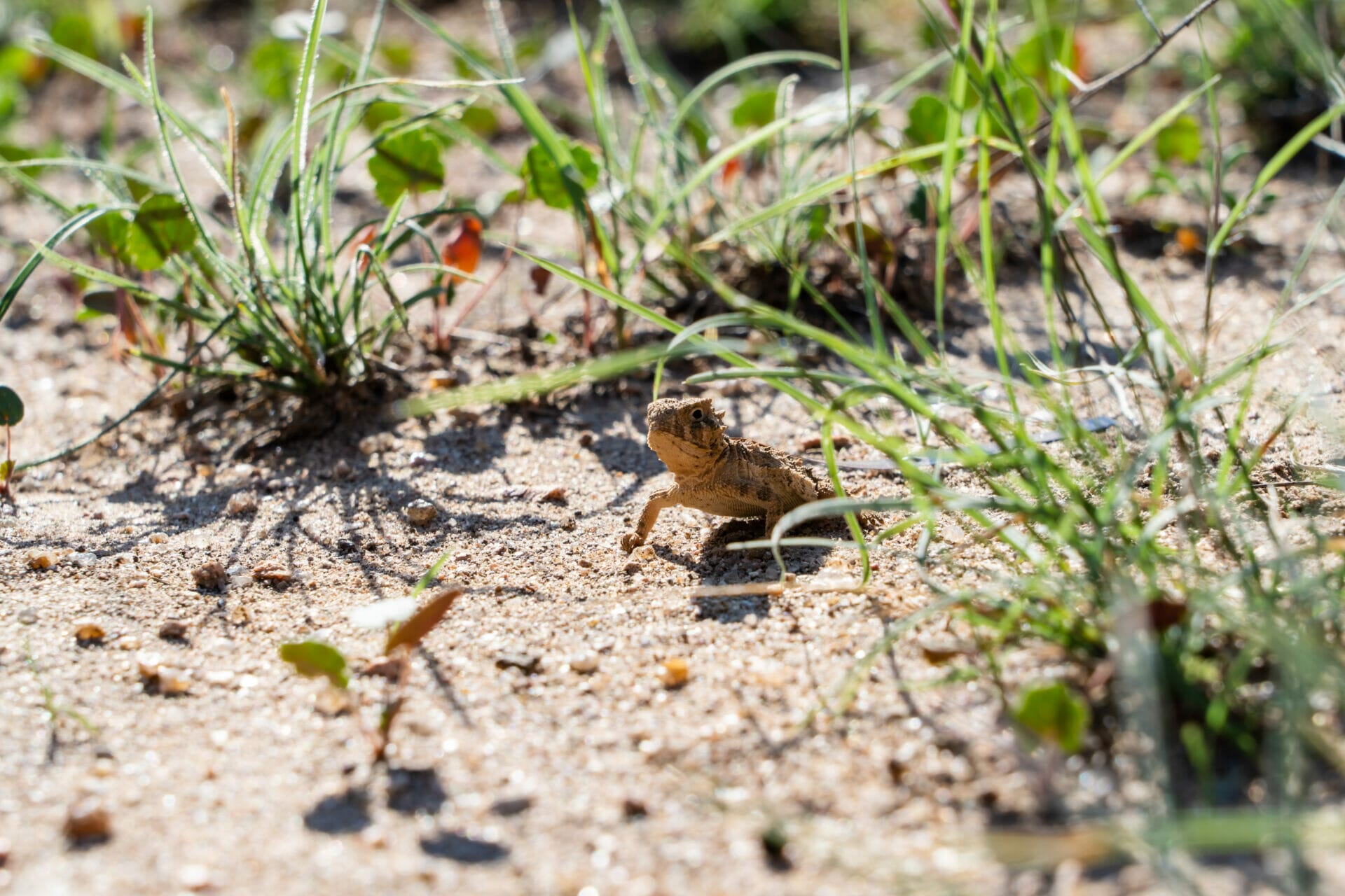 A juvenile Texas horned lizard is standing on the sand looking at the photographer.