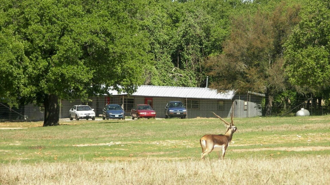 Fossil Rim Wildlife Center - One of the Best Wildlife Parks in Texas