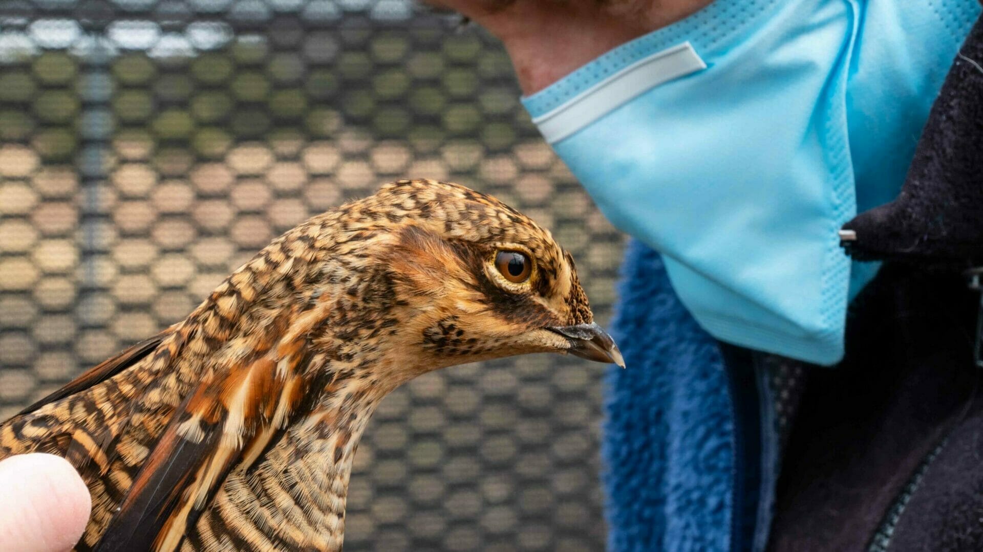 Veterinarian performing a visual inspection of an Attwater's Prairie Chicken.