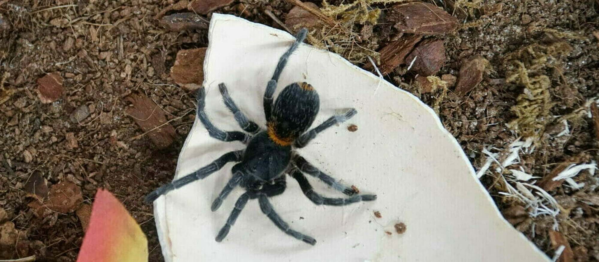 Dwarf Chilean Flame Tarantula Fossil Rim Wildlife Center   Dwarf Chilean Flame Tarantula2 