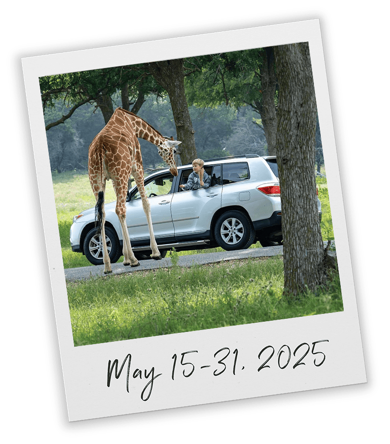 Polaroid-giraffe
