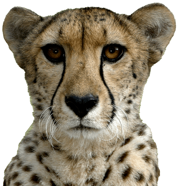 cheetah-head-trans