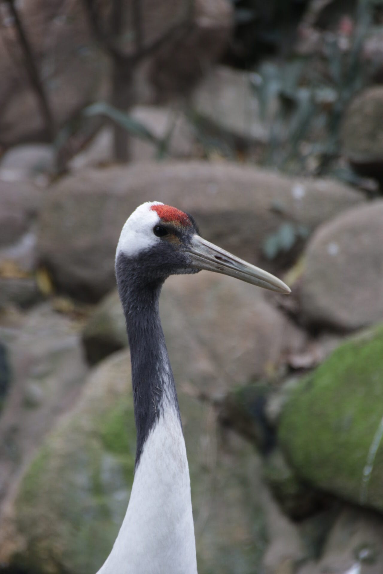 Red Crown Crane, China
