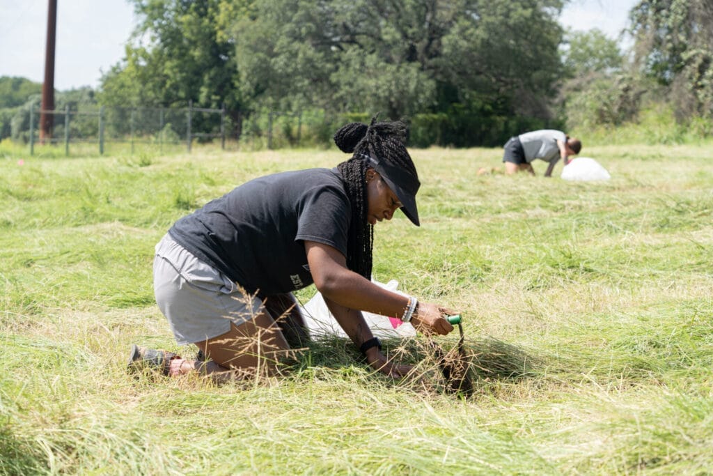Tarleton researcher Lavender Blackston bends down in the grass. She is taking apart a beetle pit trap, made by placing a cup into a small hole in the ground.